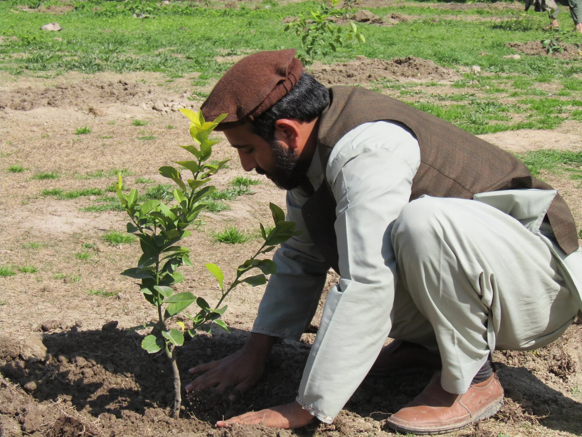 Tree-planting project